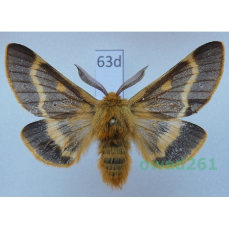 Lemonia dumi (Linnaeus, 1761) male Slovakia63d